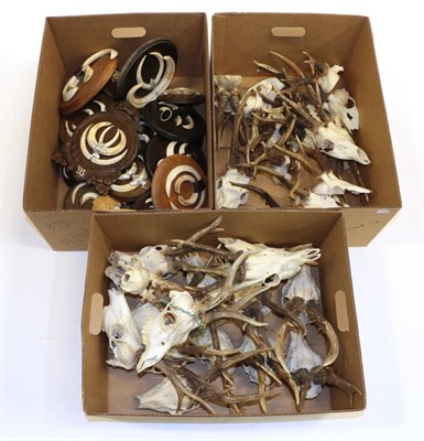 Lot 1046 - Antlers/Tusks: Roebuck Antlers and Wild Boar Tusks, circa late 20th century, fifteen adult sets...