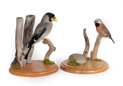 Lot 1048 - Taxidermy: Japanese Grosbeak and Black-Throated Finch, modern, by David Airey, Taxidermy,...