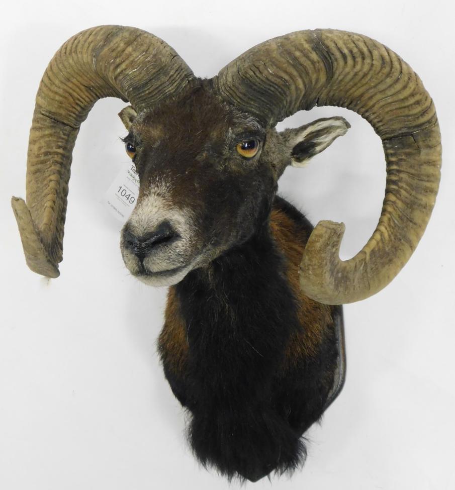 Lot 1049 - Taxidermy: European Mouflon (Ovis aries musimon), circa late 20th century, adult shoulder mount...