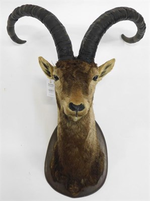 Lot 1051 - Taxidermy: Western Spanish Ibex (Capra pyrenaica victoriae), circa 1976, Sierra De Gredos...
