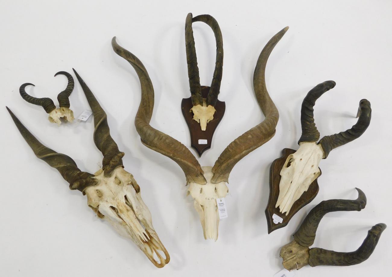 Lot 1052 - Antlers/Horns: African Hunting Trophy Horns, circa 1980's, a selection of various trophy horns...