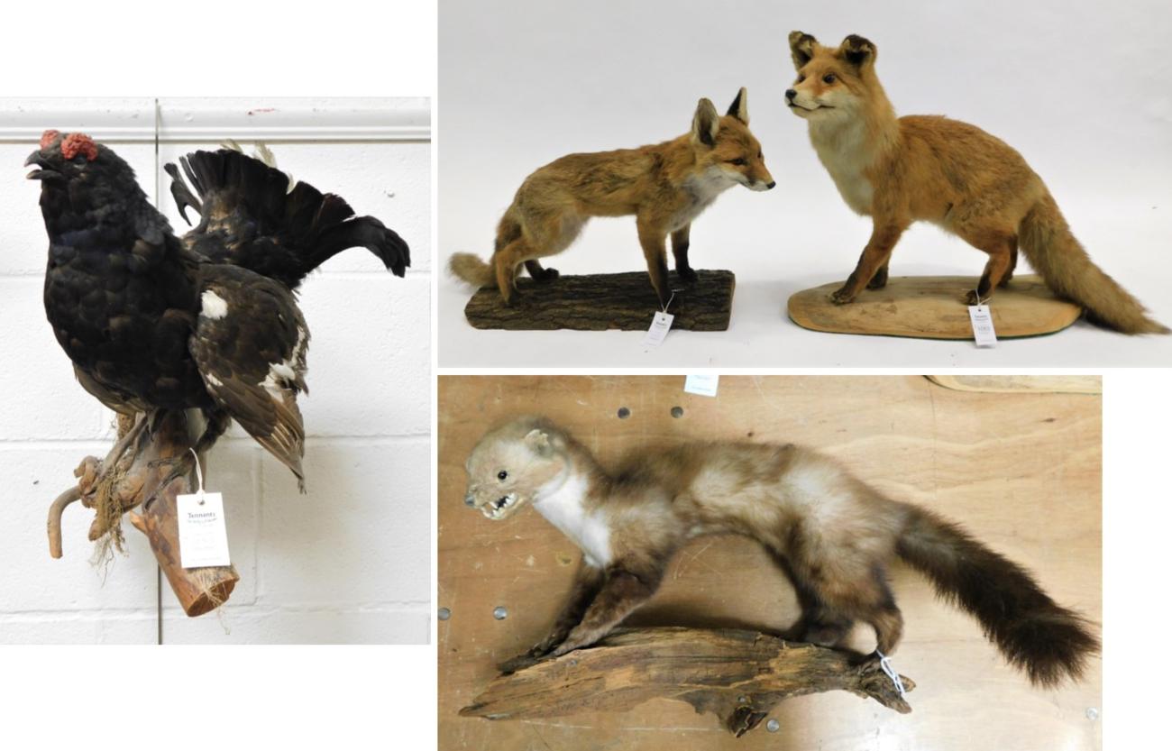 Lot 1053 - Taxidermy: Red Fox, Pine Marten, Black Grouse, circa late 20th century, two full mount adult...