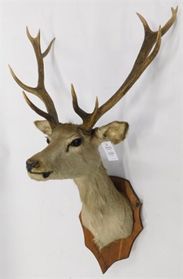 Lot 1056 - Taxidermy: European Red Deer (Cervus elaphus), circa late 20th century, female shoulder mount...