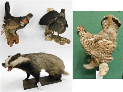 Lot 1059 - Taxidermy: Game Birds circa late 20th century, to include - two full mount Dusky Grouse cock birds