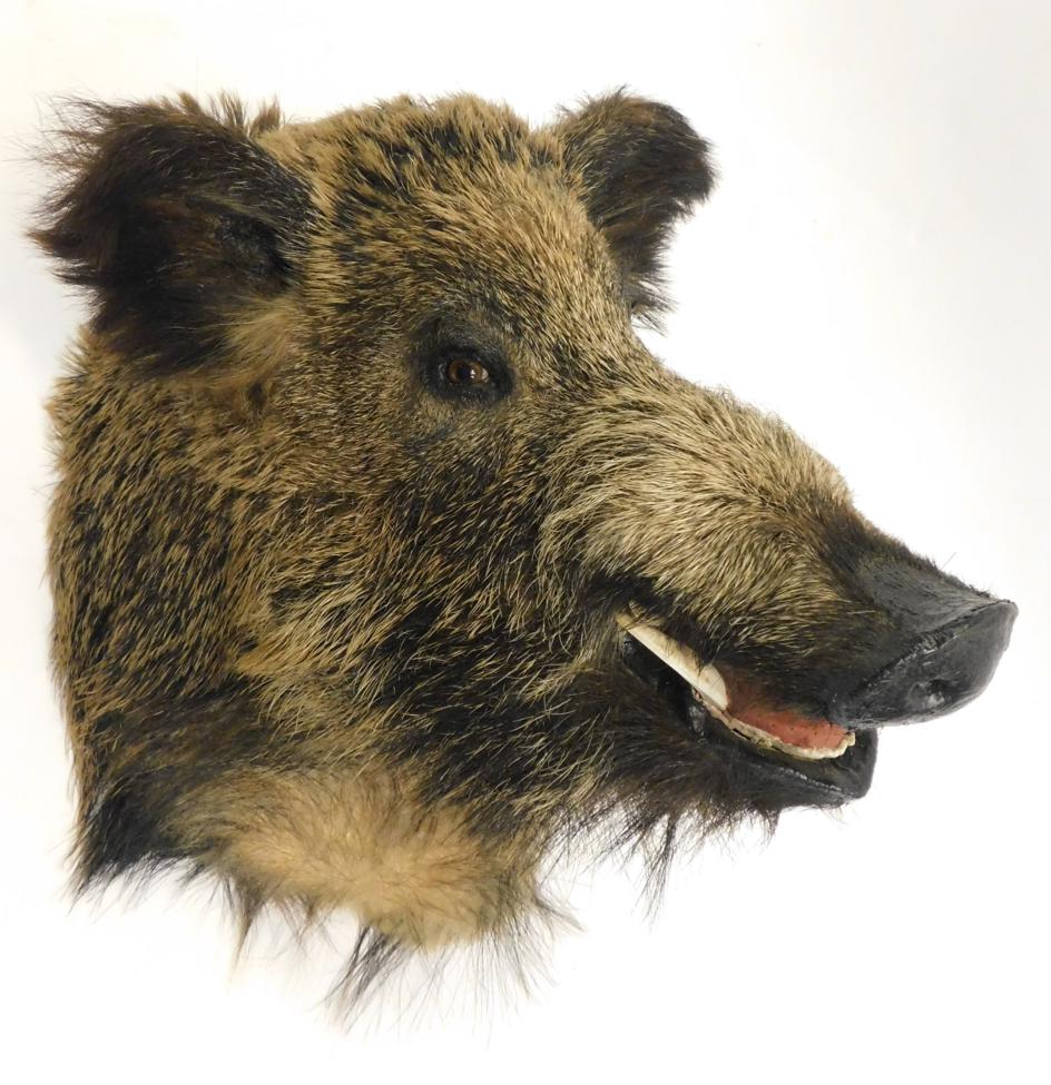 Lot 1064 - Taxidermy: European Wild Boar (Sus scrofa), circa late 20th century, shoulder mount looking...
