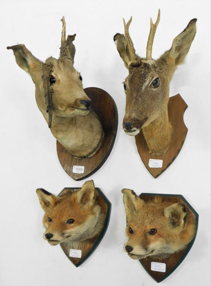 Lot 1066 - Taxidermy: Red Fox masks & Roe Deer head mounts, circa late 20th century, a pair of Red Fox...