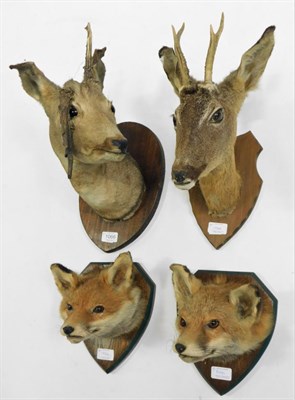 Lot 1066 - Taxidermy: Red Fox masks & Roe Deer head mounts, circa late 20th century, a pair of Red Fox...