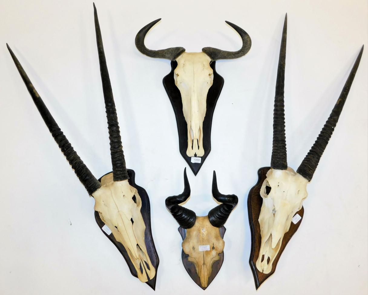 Lot 1068 - Antlers/Horns: African Hunting Trophies circa 1986-1991, South Africa, two sets of adult...
