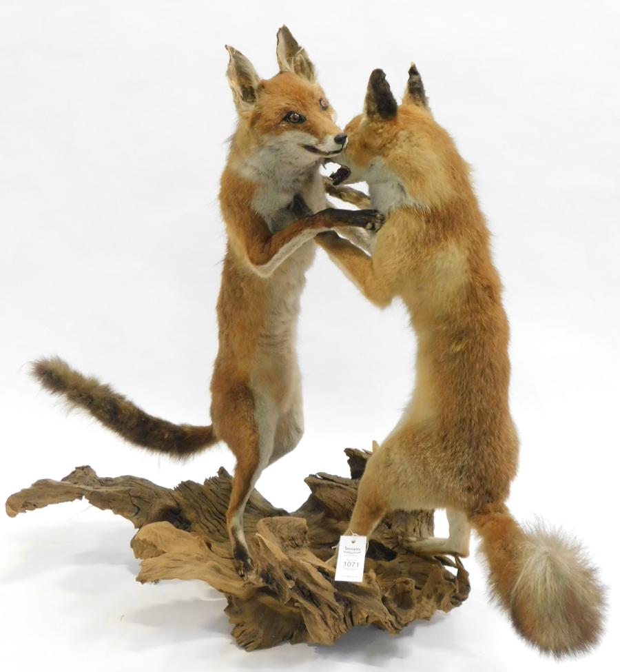 Lot 1071 - Taxidermy: A Pair of Dancing Red Foxes (Vulpes vulpes), circa late 20th century, a pair of full...