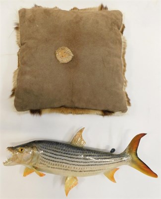 Lot 1073 - Taxidermy: A Preserved African Tiger Fish, in swimming pose with mouth agape, (af), together...