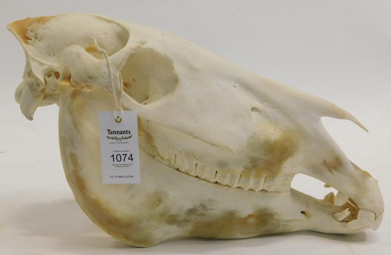 Lot 1074 - Skulls/Anatomy: Burchell's Zebra Skull (Equus quagga), modern, complete bleached skull, 52cm by...