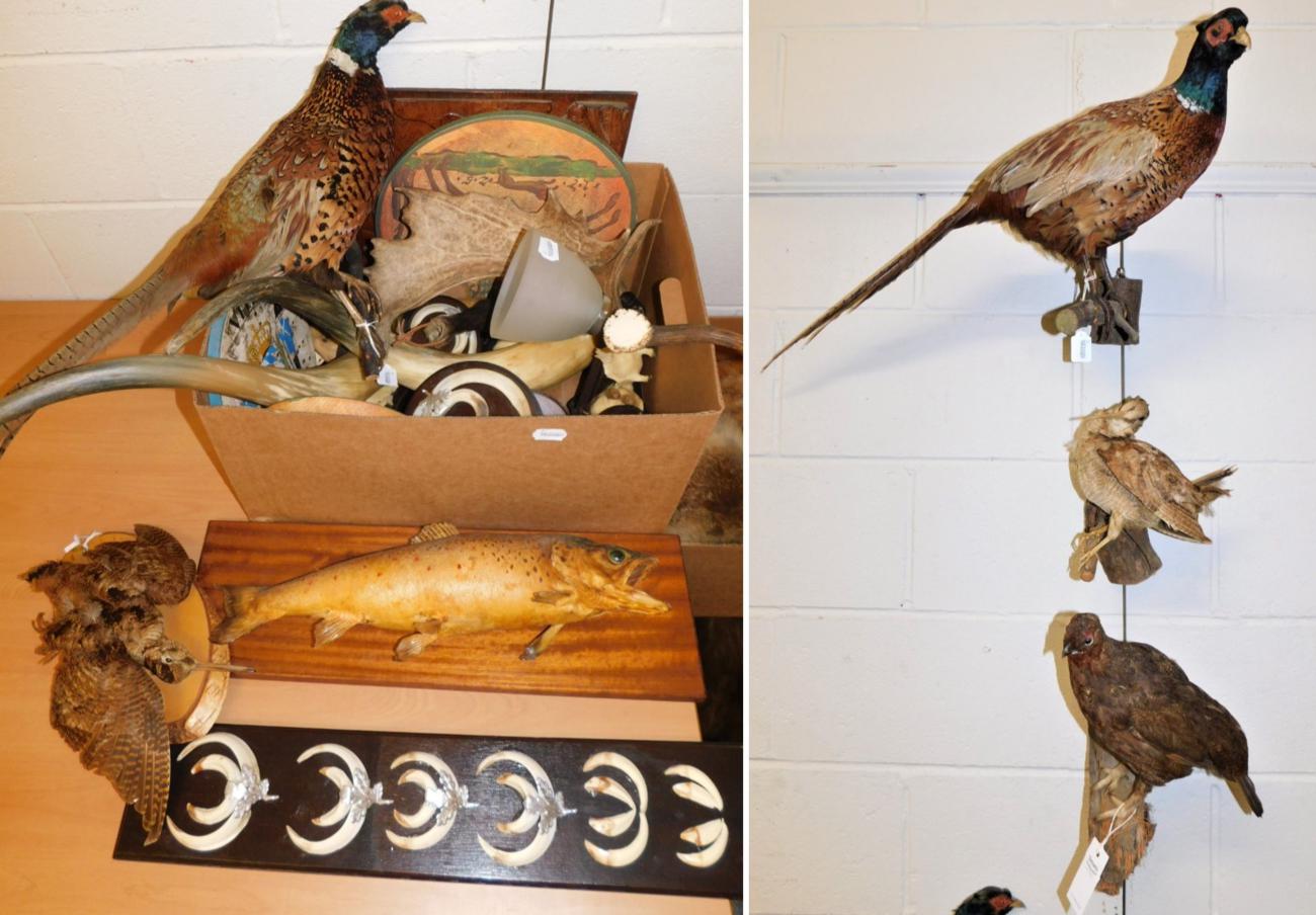 Lot 1076 - Taxidermy/Antlers: A Collection of British Game Birds and Antlers, a pair of adult Ring-necked...