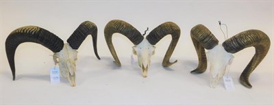 Lot 1078 - Antlers/Horns: European Mouflon (Ovis aries musimon), circa late 20th century, three sets of 4 year