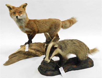 Lot 1079 - Taxidermy: Red Fox and Juvenile Badger, circa late 20th century, a full mount adult Red Fox,...