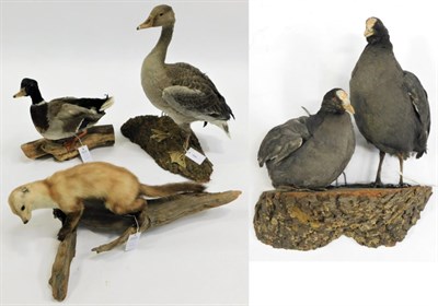 Lot 1081 - Taxidermy: European Game Birds & Animals, circa late 20th century, to include - full mount juvenile
