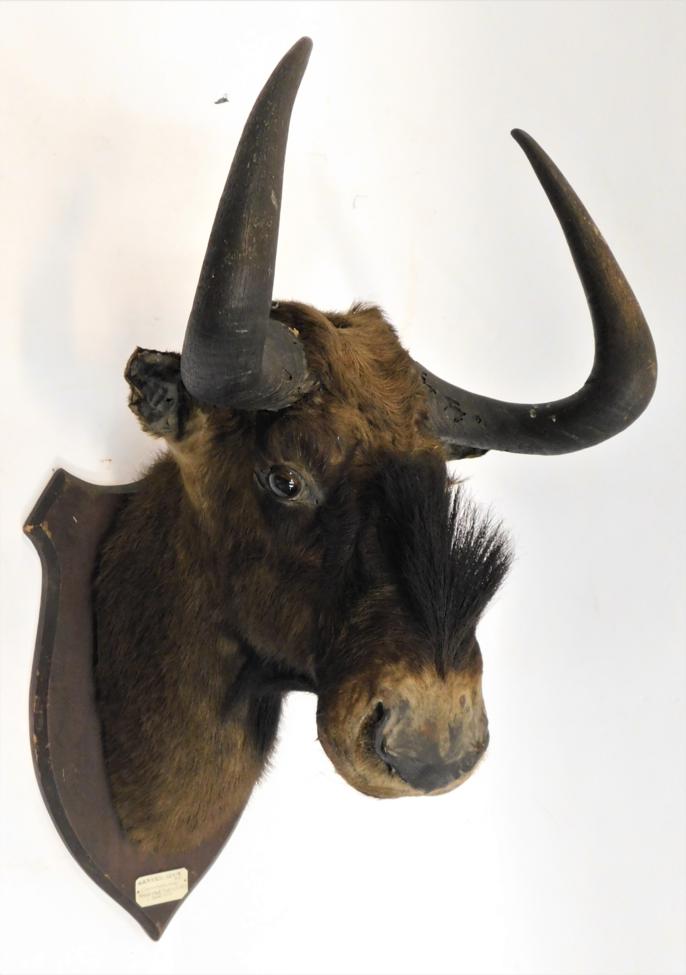 Lot 1082 - Taxidermy: Black Wildebeest (Connochaetes gnou), circa June 1905, Kroonstad District, South Africa