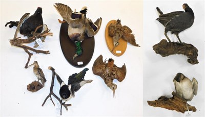 Lot 1083 - Taxidermy: A Collection of European Game Birds, circa late 20th century, to include - full...