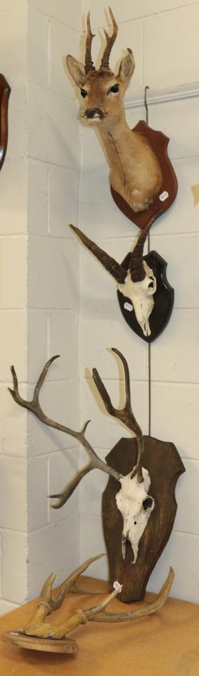 Lot 1085 - Taxidermy European Hunting Trophies, circa late 20th century, including - adult Roebuck...