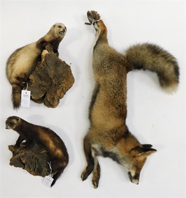 Lot 1087 - Taxidermy: European Countryside Animals circa late 20th century, a full mount adult Red Fox mounted
