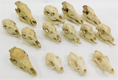 Lot 1088 - Animal Skulls: A Quantity of European Hunting Trophy Skulls, circa late 20th century, to...