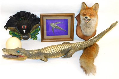 Lot 1091 - Taxidermy: A Collection of Mixed Taxidermy, to include a Red fox mask on shield with brush, a...