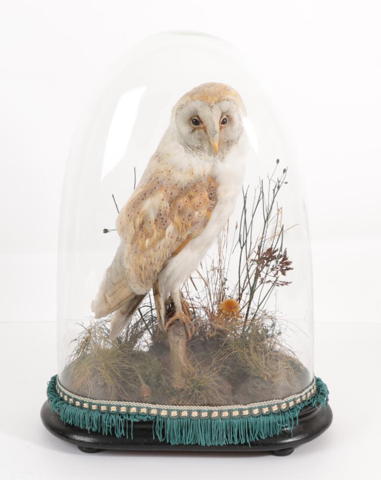 Lot 1093 - Taxidermy: A Victorian Barn Owl (Tito alba), full mount adult with head turning slightly to the...