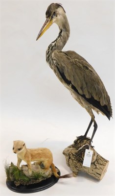 Lot 1095 - Taxidermy: A Grey Heron and Stoat, circa late 20th century, a full mount adult Grey Heron stood...