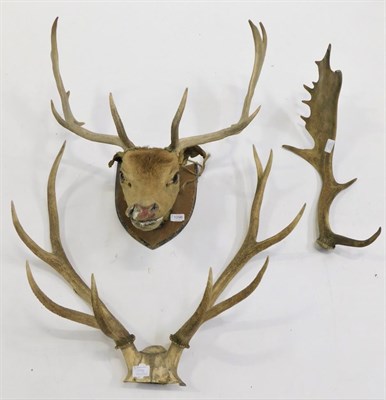 Lot 1096 - Taxidermy: A Victorian Fallow Deer (Dama dama), neck mount on shield looking straight ahead,...