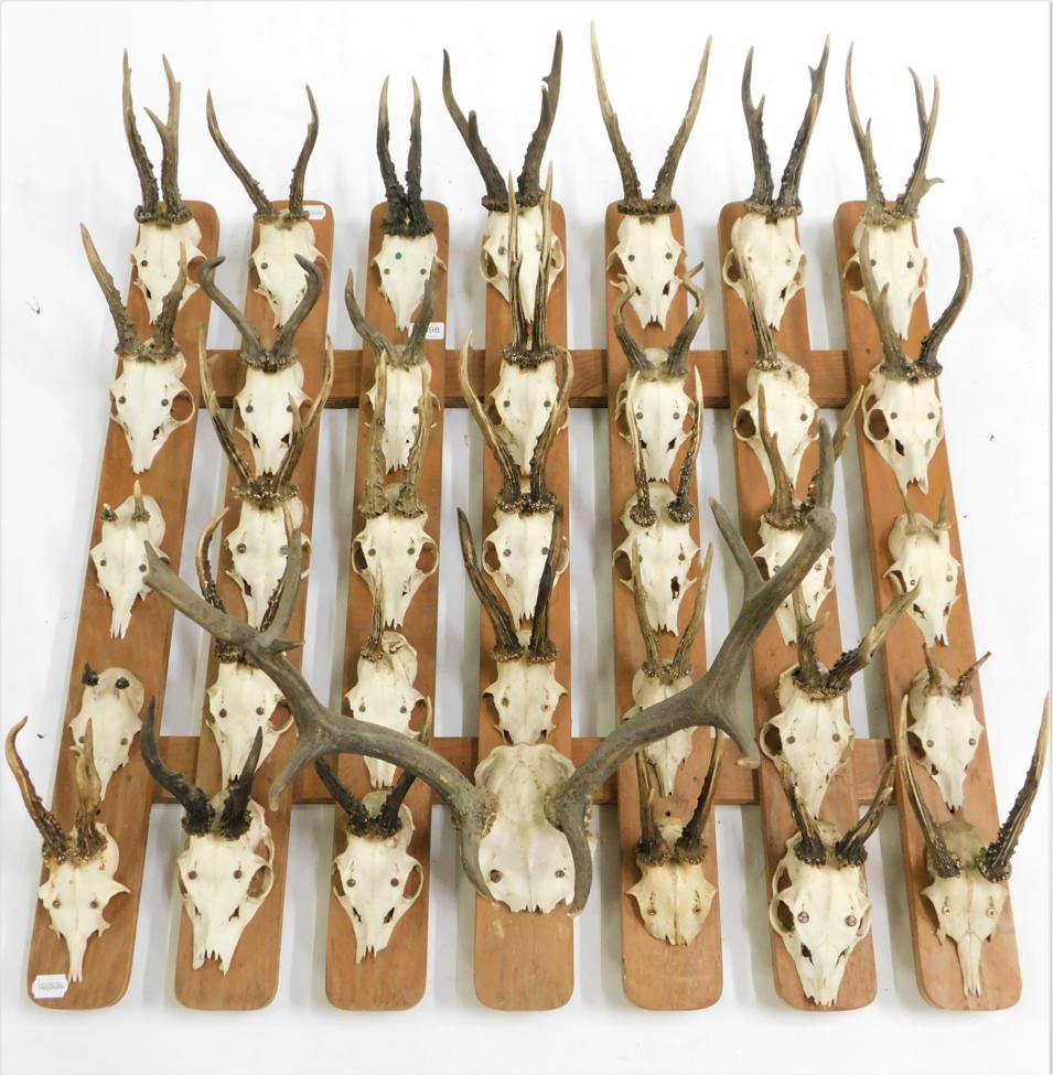 Lot 1098 - Antlers/Horns: Roebuck Antlers (Capreolus capreolus), circa mid-late 20th century, a collection...