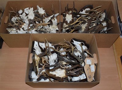 Lot 574 - Antlers/Horns: Roebuck Antlers (Capreolus capreolus), circa late 20th century, twenty five sets...