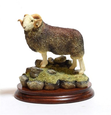 Lot 73 - Border Fine Arts 'Herdwick Tup', model No. B0705 by Ray Ayres, limited edition 616/750, on wood...