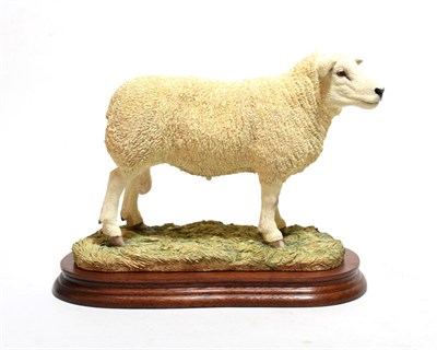 Lot 143 - Border Fine Arts 'Texel Ram' (Style Two), model No. B0530, limited edition 684/1500, on wood...