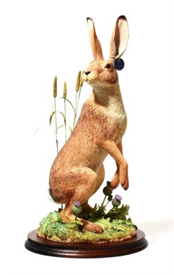Lot 159 - Border Fine Arts 'Wary' (Hare among Thistles), model No. B1298 by Ray Ayres, limited edition...