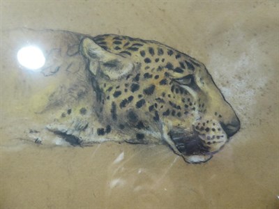 Lot 2008 - Arthur Wardle (1860-1949) Leopard  Signed, pastel, 29cm by 23.5cm   See illustration