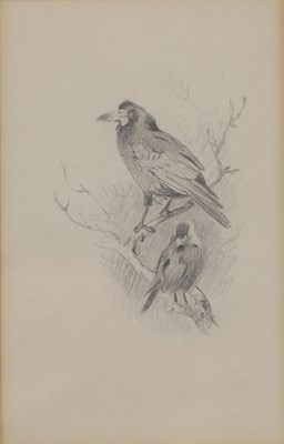 Lot 2016 - Archibald Thorburn (1860-1935) ''Rook and Jackdaw'' Pencil, 15.5cm by 10cm  Provenance: Holland and