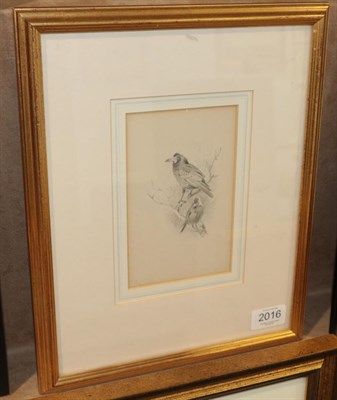 Lot 2016 - Archibald Thorburn (1860-1935) ''Rook and Jackdaw'' Pencil, 15.5cm by 10cm  Provenance: Holland and