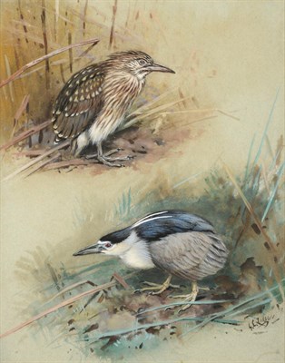 Lot 2018 - George Edward Lodge (1860-1954) Night Heron Signed, watercolour, 27.5cm by 21.5cm  This lot is...
