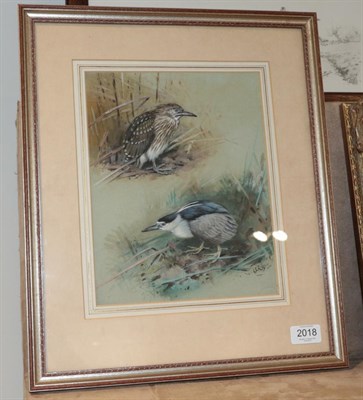Lot 2018 - George Edward Lodge (1860-1954) Night Heron Signed, watercolour, 27.5cm by 21.5cm  This lot is...