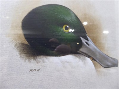 Lot 2019 - Raymond C Watson (1935-1994) Shoveller Duck Initialled, watercolour, together with a further signed