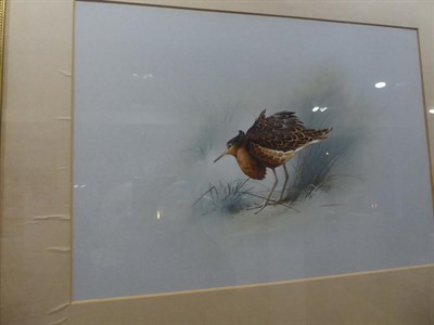 Lot 2019 - Raymond C Watson (1935-1994) Shoveller Duck Initialled, watercolour, together with a further signed