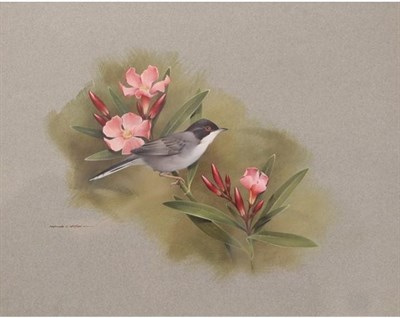 Lot 2020 - Raymond C Watson (1935-1994) Sardinian Warbler on an Oleander branch  Signed, gouache, together...