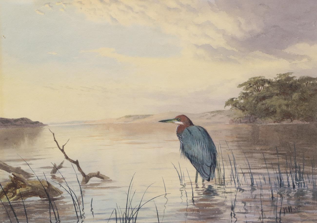 Lot 2021 - John Cyril Harrison (1898-1985) Goliath Heron, Kenya Signed, watercolour heightened with white,...