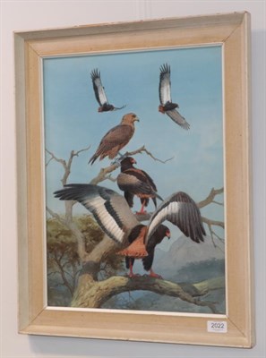 Lot 2022 - John Cyril Harrison (1898-1985)  Bateleur Eagles Signed, watercolour, 50cm by 37cm  Artist's Resale