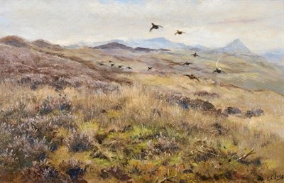 Lot 2058 - George Edward Lodge (1860-1954) Grouse in flight Signed, oil on board, 27.5cm by 43.5cm...