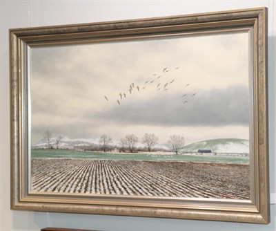 Lot 2062 - Geoffrey Campbell Black (20th century) Greylags and Whoopers Signed, oil on canvas, 40cm by 62.5cm