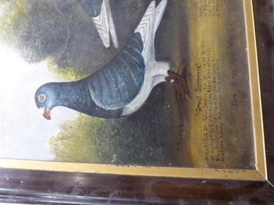 Lot 2065 - J* Brown (20th century) Three racing pigeons, ''Great Surprise'', ''Craganor'' and ''Long...