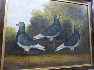 Lot 2065 - J* Brown (20th century) Three racing pigeons, ''Great Surprise'', ''Craganor'' and ''Long...