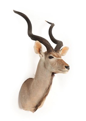 Lot 1248 - Taxidermy: Cape Greater Kudu (Strepsiceros strepsiceros), circa late 20th century, adult bull...