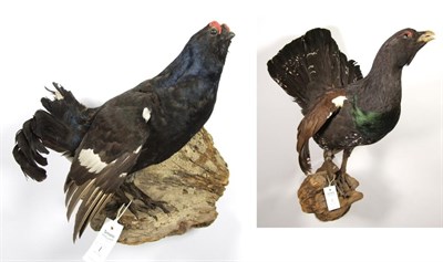Lot 1 - Taxidermy: European Game Birds, circa late 20th century, a full mount adult Capercaillie cock bird
