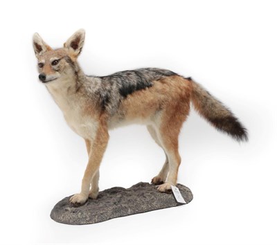 Lot 2 - Taxidermy: Black-Backed Jackal (Canis mesomelas), modern, a high quality full mount stood upon...